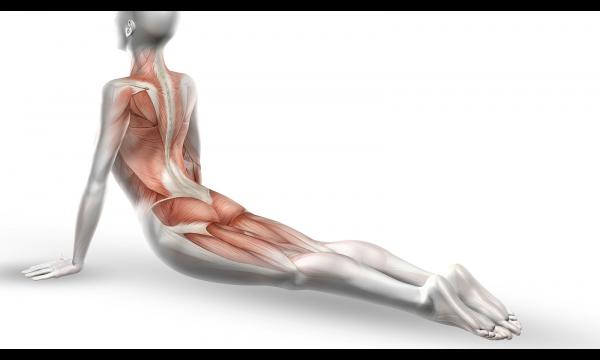 Anatomie der Pilates Bewegung